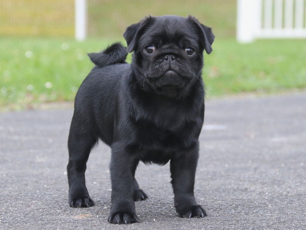 Chiot Carlin Dark Butterfly