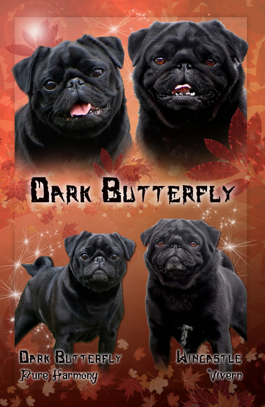Dark Butterfly - Carlin - Portée née le 20/10/2024