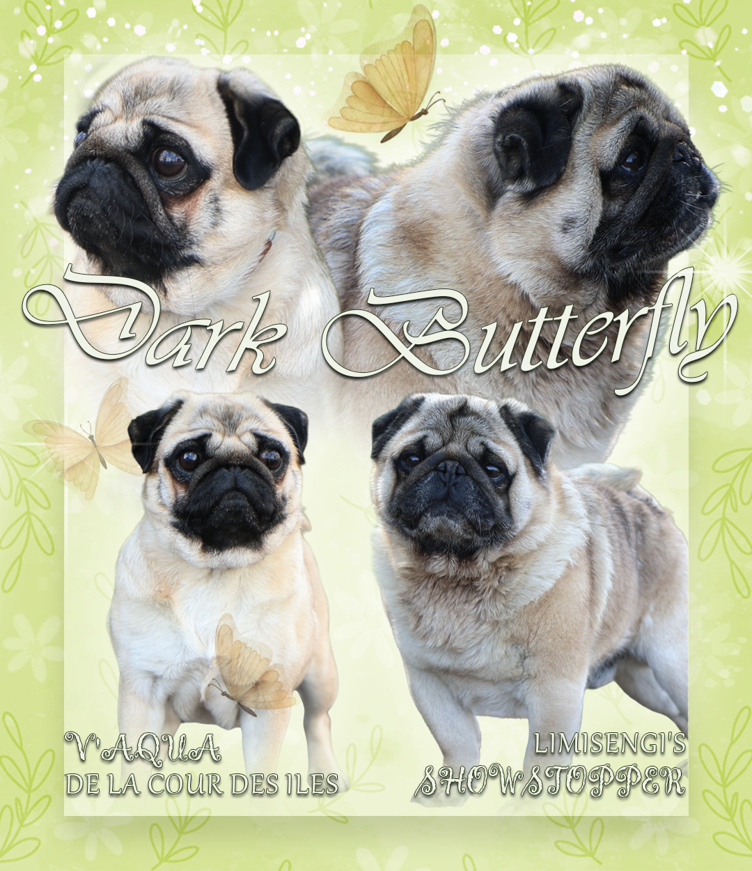 Chiot Carlin Dark Butterfly