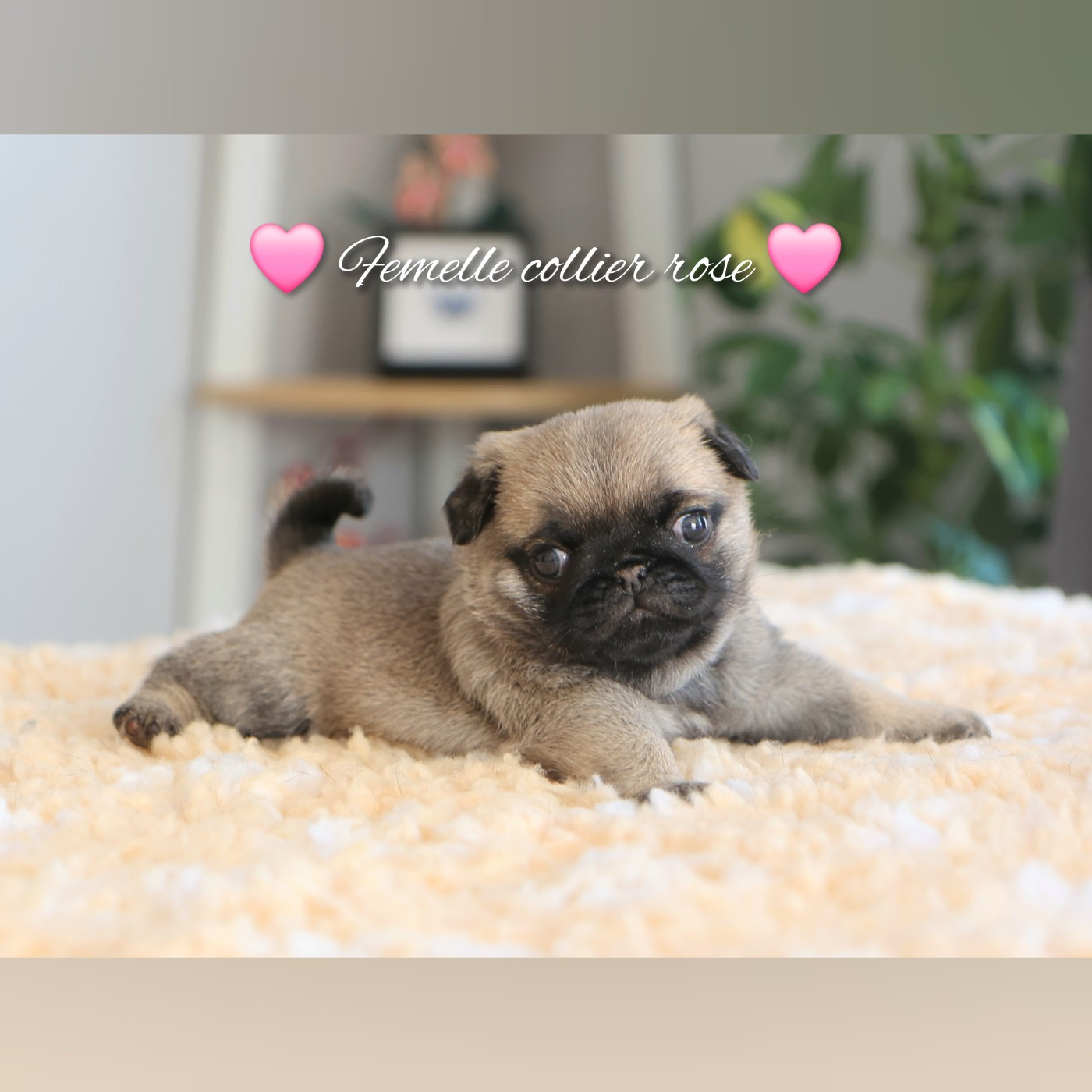 Dark Butterfly - Chiots disponibles - Carlin
