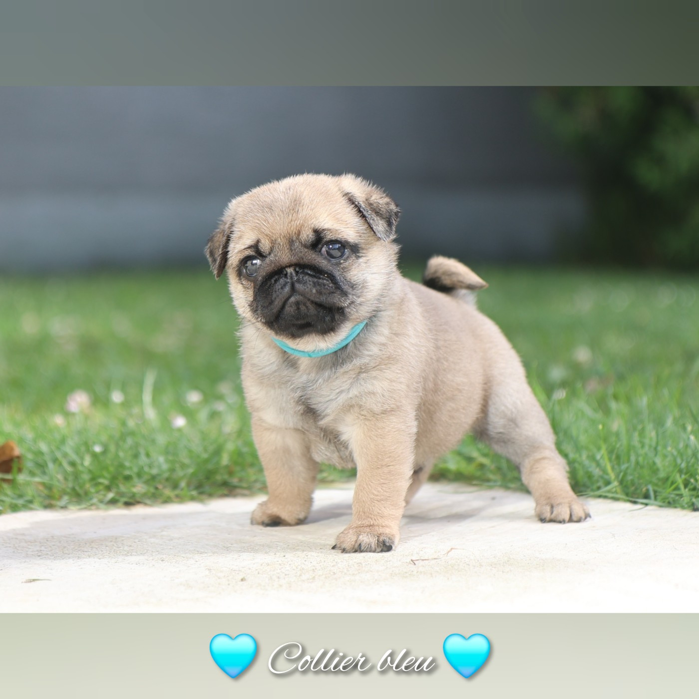 Dark Butterfly - Chiots disponibles - Carlin