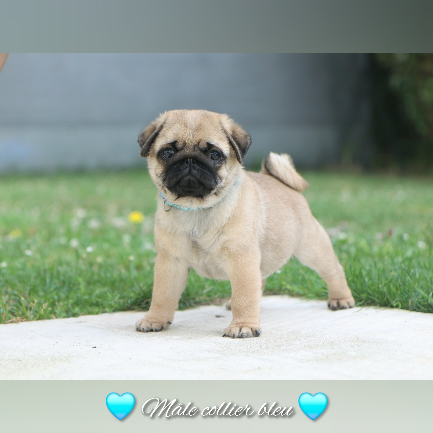 Dark Butterfly - Chiots disponibles - Carlin
