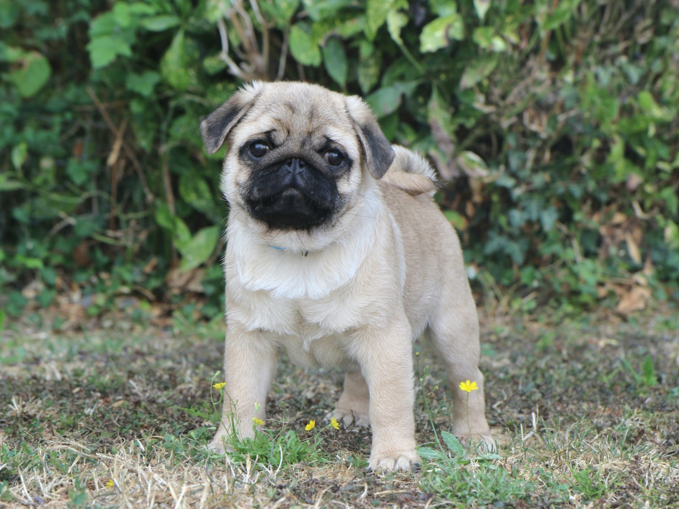 Dark Butterfly - Chiots disponibles - Carlin