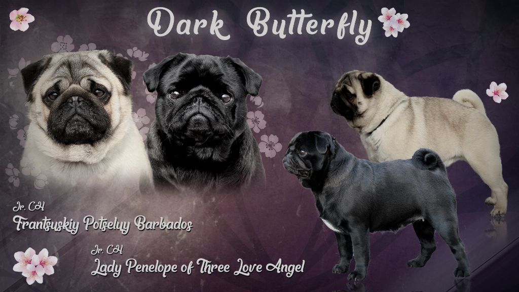 Dark Butterfly - Carlin - Portée née le 18/05/2018