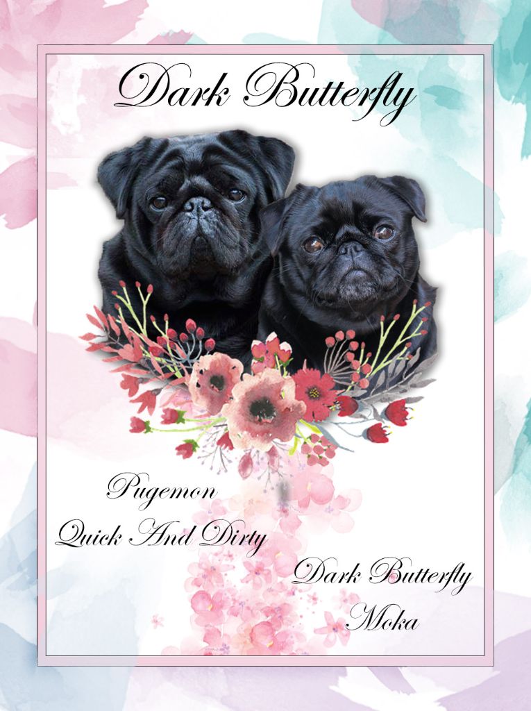 Dark Butterfly - Carlin - Portée née le 23/08/2019